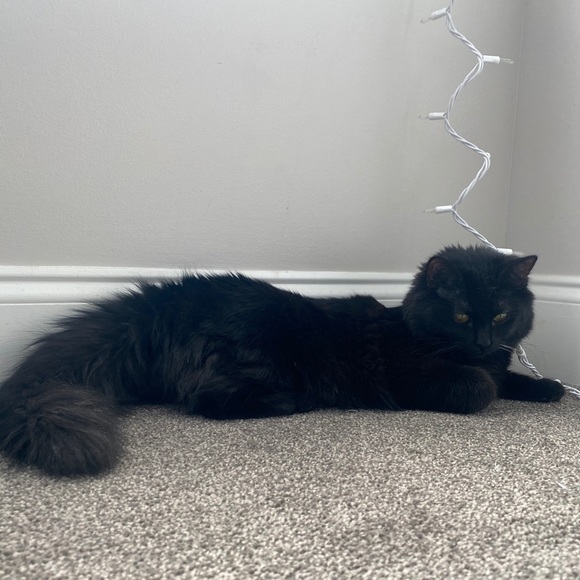 Fluffy - Picture 11 of 16